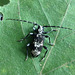 39 Longhorn Beetle 1