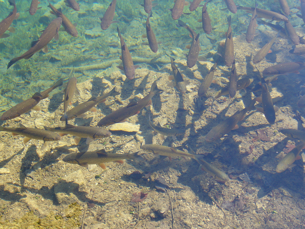 2006-06-10 Kroatien 055
