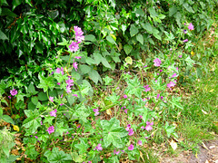 Wildflowers on the towpath of the Staffordshire and Worcestershire Canal