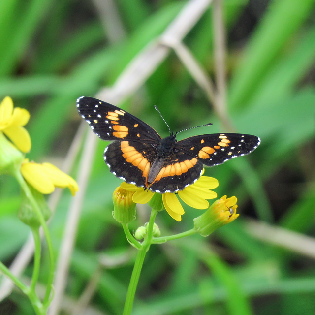 Day 5, Bordered Patch, King Ranch, Norias Division