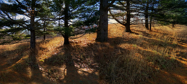 Filtered winter sunlight under white pines