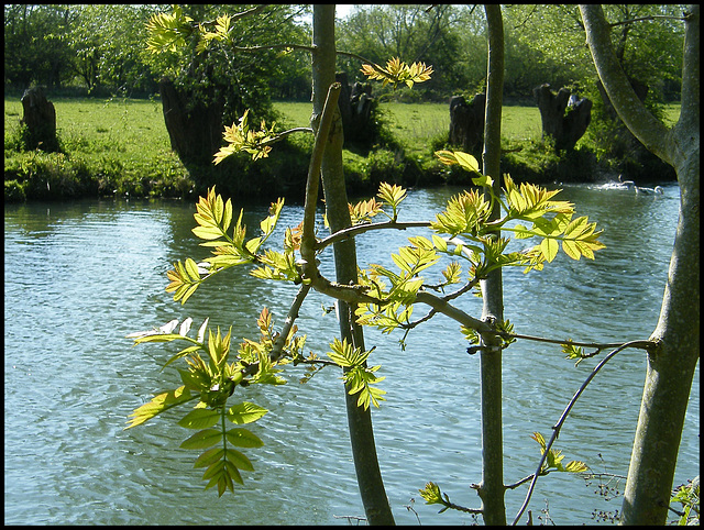 spring green ash