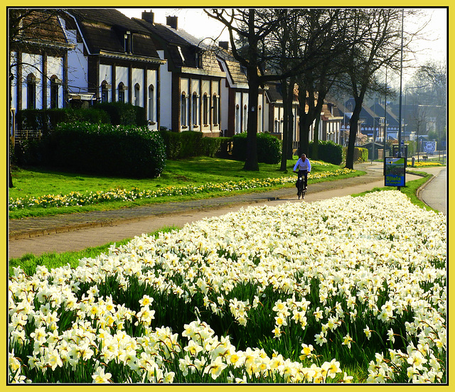 Flower Carpet