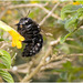 IMG 1967 Carpenter or Bumblebee