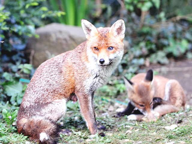 Mother with one cub