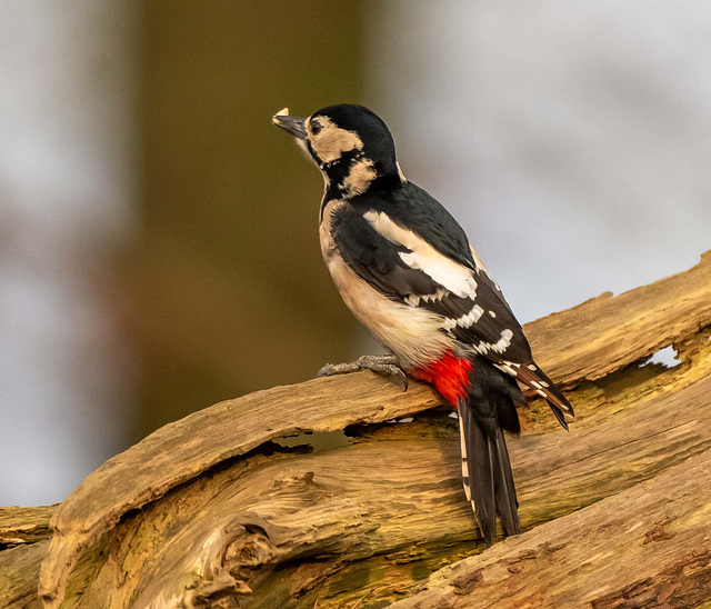 Great spotted woodpecker