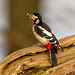 Great spotted woodpecker