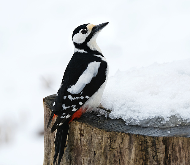 Gestern war der Schnee zurück – und der Buntspecht !