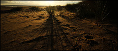 SHADOWS ON THE BEACH