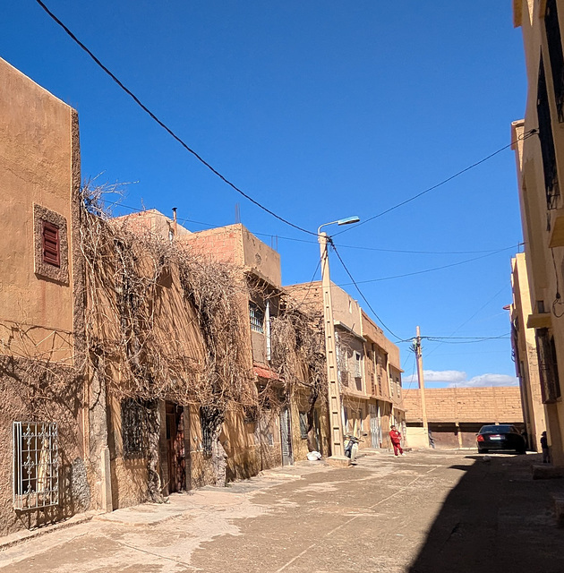 Plantes contre structure marocaine.