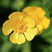 EOS 90D Peter Harriman 11 28 55 07265 creepingButtercup dpp
