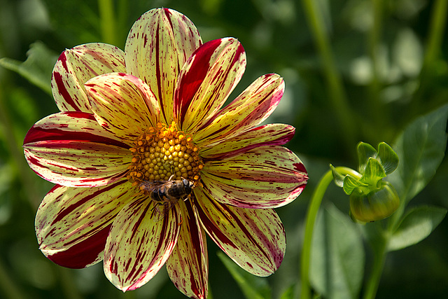 20140801 4499VRAw [D~E] Dahlie, Schwebfliege, Gruga-Park, Essen