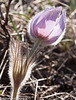 Crocus