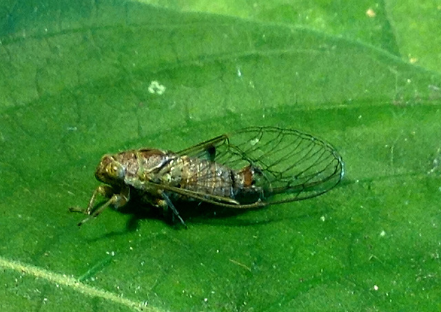 54 Small Cicada