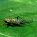 54 Small Cicada