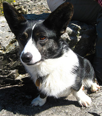 Bechan, Wastwater