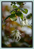 Winter Clematis