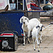 Goats and a generator