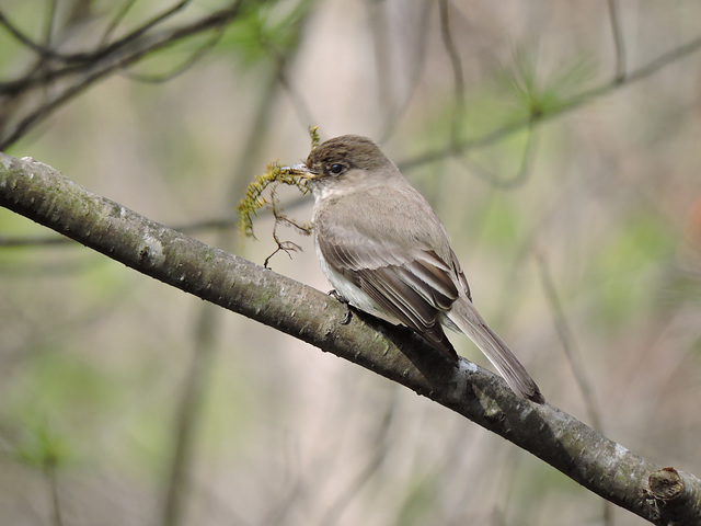 Eastern Phoebe