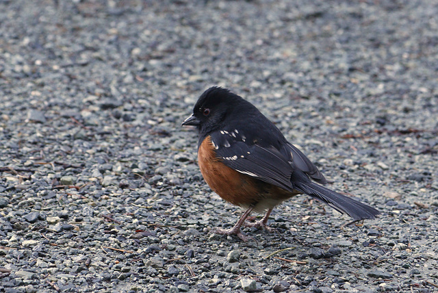 Spotted Towhee