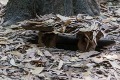 im Museum von Cu Chi - Vorführung eines Verstecks eines Einzelkämpfers (© Buelipix)