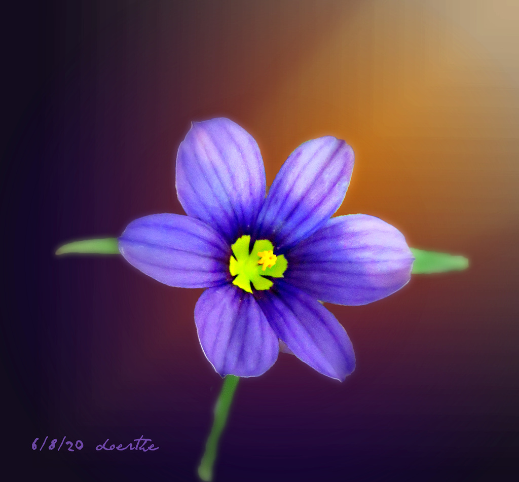 Blue-eyed Grass (Sisyrinchium)