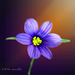 Blue-eyed Grass (Sisyrinchium)