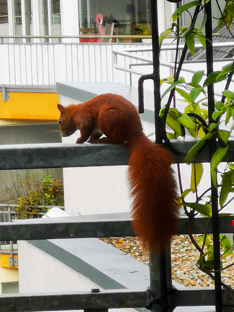 Balkonbesucher*in im 4. Stock / Visitor on the 5th floor