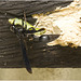 IMG 1978 Potter Wasp-1