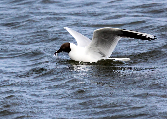 Erfolg beim Fische fangen in der Nordsee.   (5 pic in pic)