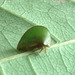 57 Archasia belfragei (Treehopper)