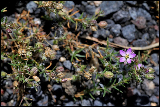 Spergulaire rouge- Spergularia rubra 1024 (2)