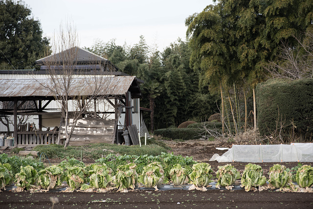 Chinese cabbage field