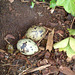 Möwen-Nest auf dem Marktkauf-Parkdeck