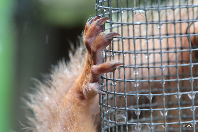 You wouldn't want to be scratched by a red squirrel...