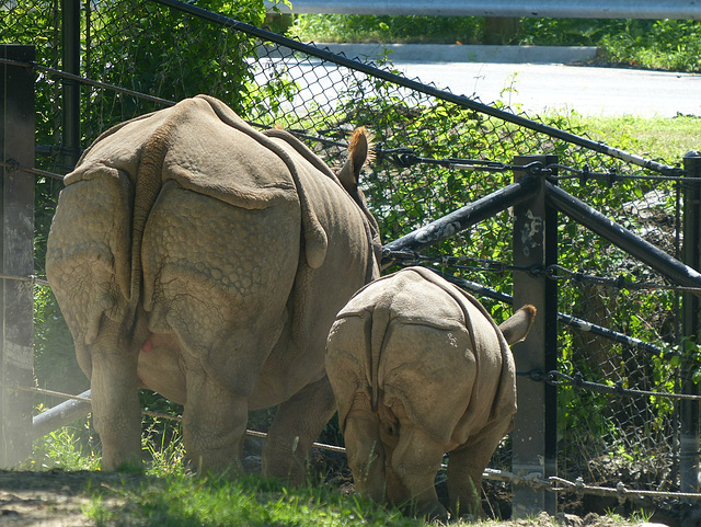 Toronto Zoo (3) - 13 July 2018