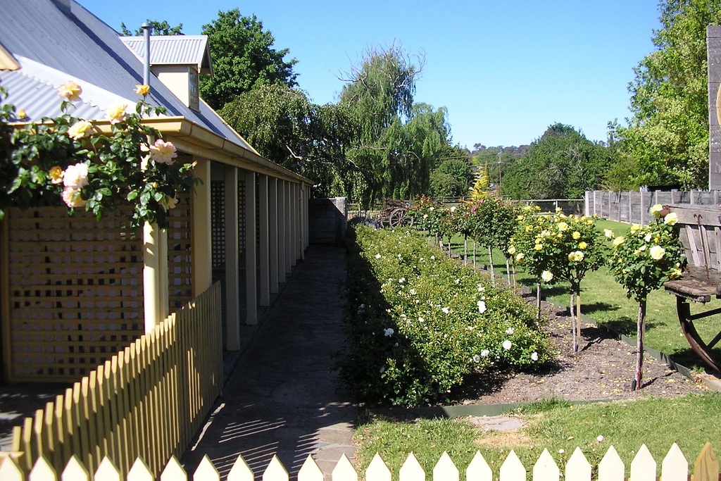 Rose Garden In Hahndorf