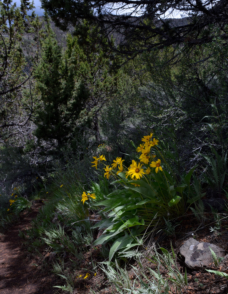 Balsomroot along the trail