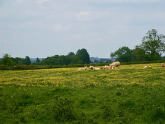 Glimpse of the Church of St Thomas of Canterbury at Frisby on the Wreake