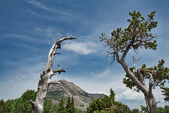 cycle of life in Waterton 2