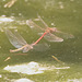 IMG 4125 Dragonflies matingv2