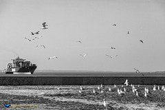 Seagulls at the Lower Bay