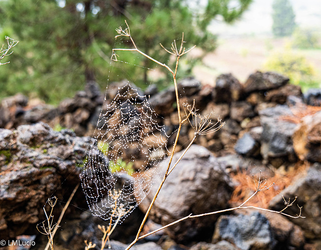 El Hierro: Telaraña entre El Julan y el Pinar