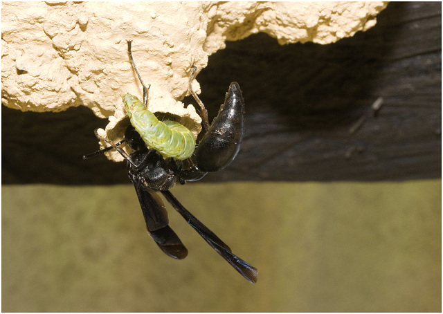 IMG 1992 Potter Wasp