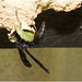 IMG 1992 Potter Wasp