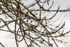 Chiffchaff