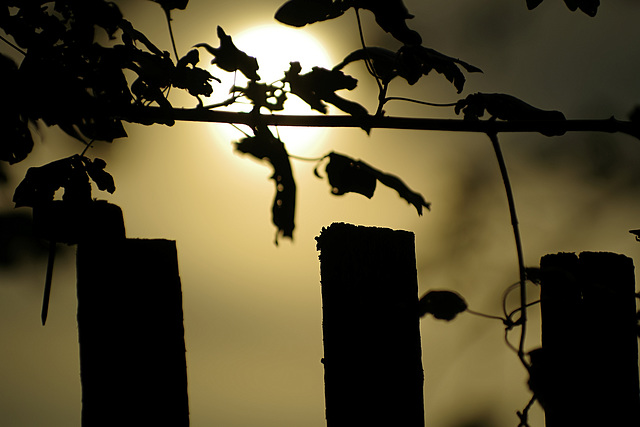 Happy Feldahorn Fence