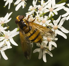 IMG 0383 Hoverfly-1