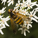 IMG 0383 Hoverfly-1