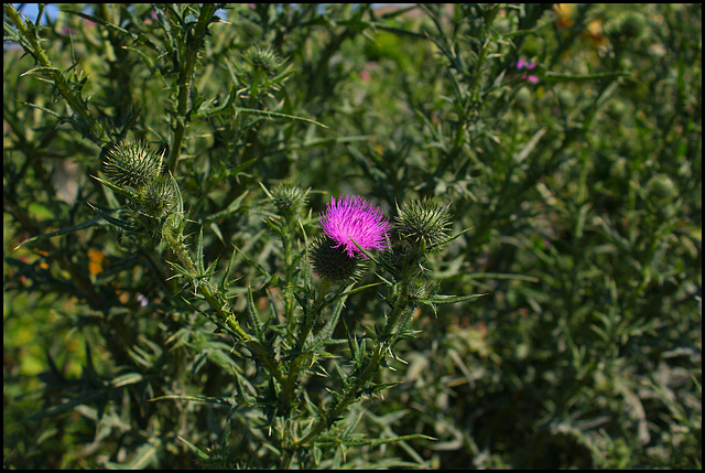 chardon -Cirsium vulgare (2)